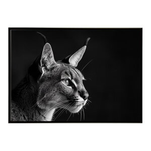Caracal �J���J�� �J���J���L���b�g �T�o���i �A�t���J ���� ���R �l�C�`���[ ���� �A�j�}�� �쐶���� �ʐ^ �L�|�X�^�[ �C���e���A ������� �v�����g�|�X�^�[ �t�H�g �V���v�� ������ ���� ��