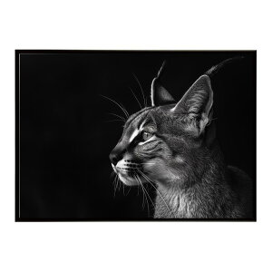 Caracal �J���J�� �J���J���L���b�g �T�o���i �A�t���J ���� ���R �l�C�`���[ ���� �A�j�}�� �쐶���� �ʐ^ �L�|�X�^�[ �C���e���A ������� �v�����g�|�X�^�[ �t�H�g �V���v�� ������ ���� ��