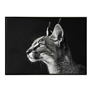 Caracal �J���J�� �J���J���L���b�g �T�o���i �A�t���J ���� ���R �l�C�`���[ ���� �A�j�}�� �쐶���� �ʐ^ �L�|�X�^�[ �C���e���A ������� �v�����g�|�X�^�[ �t�H�g �V���v�� ������ ���� ��