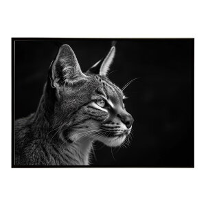 Caracal �J���J�� �J���J���L���b�g �T�o���i �A�t���J ���� ���R �l�C�`���[ ���� �A�j�}�� �쐶���� �ʐ^ �L�|�X�^�[ �C���e���A ������� �v�����g�|�X�^�[ �t�H�g �V���v�� ������ ���� ��