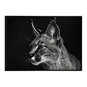 Caracal �J���J�� �J���J���L���b�g �T�o���i �A�t���J ���� ���R �l�C�`���[ ���� �A�j�}�� �쐶���� �ʐ^ �L�|�X�^�[ �C���e���A ������� �v�����g�|�X�^�[ �t�H�g �V���v�� ������ ���� ��
