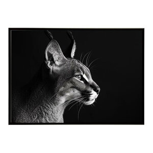 Caracal �J���J�� �J���J���L���b�g �T�o���i �A�t���J ���� ���R �l�C�`���[ ���� �A�j�}�� �쐶���� �ʐ^ �L�|�X�^�[ �C���e���A ������� �v�����g�|�X�^�[ �t�H�g �V���v�� ������ ���� ��