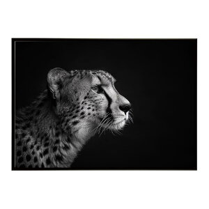 Cheetah �`�[�^�[ �T�o���i �A�t���J ���� ���R �l�C�`���[ ���� �A�j�}�� �쐶���� �ʐ^ �L�|�X�^�[ �C���e���A ������� �v�����g�|�X�^�[ �t�H�g �V���v�� ������ ���� �傫��/lh-poster-6358