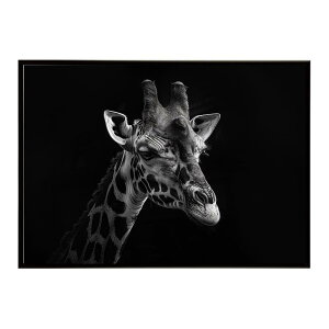 Giraffe �L���� �W���t �T�o���i �A�t���J ���� ���R �l�C�`���[ ���� �A�j�}�� �쐶���� �ʐ^�|�X�^�[ �C���e���A ������� �v�����g�|�X�^�[ �t�H�g �V���v�� ������ ���� �傫��/lh-poster-6456