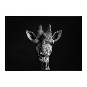 Giraffe �L���� �W���t �T�o���i �A�t���J ���� ���R �l�C�`���[ ���� �A�j�}�� �쐶���� �ʐ^�|�X�^�[ �C���e���A ������� �v�����g�|�X�^�[ �t�H�g �V���v�� ������ ���� �傫��/lh-poster-6485