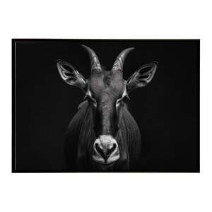 Hartebeest �n�[�e�r�[�X�g �A���e���[�v �T�o���i �A�t���J ���� ���R �l�C�`���[ ���� �A�j�}�� �쐶���� �ʐ^ ���|�X�^�[ �C���e���A ������� �v�����g�|�X�^�[ �t�H�g �V���v�� ������ ��