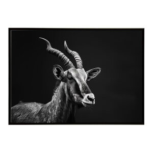Hartebeest �n�[�e�r�[�X�g �A���e���[�v �T�o���i �A�t���J ���� ���R �l�C�`���[ ���� �A�j�}�� �쐶���� �ʐ^ ���|�X�^�[ �C���e���A ������� �v�����g�|�X�^�[ �t�H�g �V���v�� ������ ��