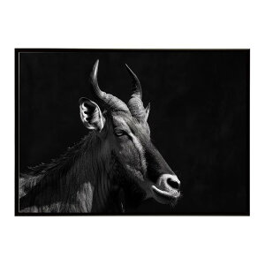 Hartebeest �n�[�e�r�[�X�g �A���e���[�v �T�o���i �A�t���J ���� ���R �l�C�`���[ ���� �A�j�}�� �쐶���� �ʐ^ ���|�X�^�[ �C���e���A ������� �v�����g�|�X�^�[ �t�H�g �V���v�� ������ ��