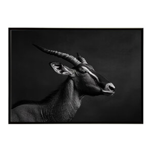Hartebeest �n�[�e�r�[�X�g �A���e���[�v �T�o���i �A�t���J ���� ���R �l�C�`���[ ���� �A�j�}�� �쐶���� �ʐ^ ���|�X�^�[ �C���e���A ������� �v�����g�|�X�^�[ �t�H�g �V���v�� ������ ��