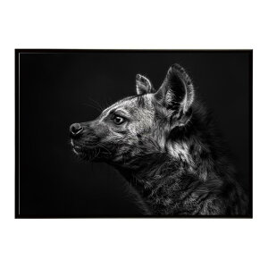 Hyena �n�C�G�i �q�q �T�o���i �A�t���J ���� ���R �l�C�`���[ ���� �A�j�}�� �쐶���� �ʐ^ �� �R���[�e�|�X�^�[ �C���e���A ������� �v�����g�|�X�^�[ �t�H�g �V���v�� ������ ���� �傫��/l