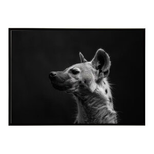 Hyena �n�C�G�i �q�q �T�o���i �A�t���J ���� ���R �l�C�`���[ ���� �A�j�}�� �쐶���� �ʐ^ �� �R���[�e�|�X�^�[ �C���e���A ������� �v�����g�|�X�^�[ �t�H�g �V���v�� ������ ���� �傫��/l