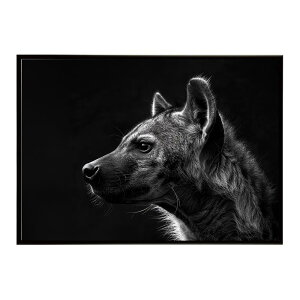 Hyena �n�C�G�i �q�q �T�o���i �A�t���J ���� ���R �l�C�`���[ ���� �A�j�}�� �쐶���� �ʐ^ �� �R���[�e�|�X�^�[ �C���e���A ������� �v�����g�|�X�^�[ �t�H�g �V���v�� ������ ���� �傫��/l
