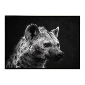 Hyena �n�C�G�i �q�q �T�o���i �A�t���J ���� ���R �l�C�`���[ ���� �A�j�}�� �쐶���� �ʐ^ �� �R���[�e�|�X�^�[ �C���e���A ������� �v�����g�|�X�^�[ �t�H�g �V���v�� ������ ���� �傫��/l