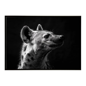 Hyena �n�C�G�i �q�q �T�o���i �A�t���J ���� ���R �l�C�`���[ ���� �A�j�}�� �쐶���� �ʐ^ �� �R���[�e�|�X�^�[ �C���e���A ������� �v�����g�|�X�^�[ �t�H�g �V���v�� ������ ���� �傫��/l