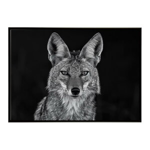 Jackal �W���b�J�� �T�o���i �A�t���J ���� ���R �l�C�`���[ ���� �A�j�}�� �쐶���� �ʐ^ �� �R���[�e�|�X�^�[ �C���e���A ������� �v�����g�|�X�^�[ �t�H�g �V���v�� ������ ���� �傫��/lh-p