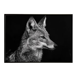 Jackal �W���b�J�� �T�o���i �A�t���J ���� ���R �l�C�`���[ ���� �A�j�}�� �쐶���� �ʐ^ �� �R���[�e�|�X�^�[ �C���e���A ������� �v�����g�|�X�^�[ �t�H�g �V���v�� ������ ���� �傫��/lh-p