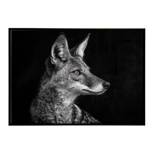 Jackal �W���b�J�� �T�o���i �A�t���J ���� ���R �l�C�`���[ ���� �A�j�}�� �쐶���� �ʐ^ �� �R���[�e�|�X�^�[ �C���e���A ������� �v�����g�|�X�^�[ �t�H�g �V���v�� ������ ���� �傫��/lh-p