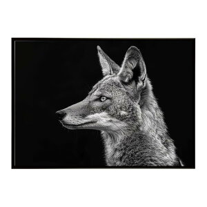 Jackal �W���b�J�� �T�o���i �A�t���J ���� ���R �l�C�`���[ ���� �A�j�}�� �쐶���� �ʐ^ �� �R���[�e�|�X�^�[ �C���e���A ������� �v�����g�|�X�^�[ �t�H�g �V���v�� ������ ���� �傫��/lh-p
