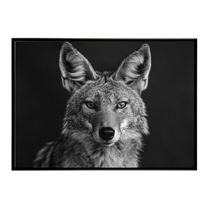 Jackal �W���b�J�� �T�o���i �A�t���J ���� ���R �l�C�`���[ ���� �A�j�}�� �쐶���� �ʐ^ �� �R���[�e�|�X�^�[ �C���e���A ������� �v�����g�|�X�^�[ �t�H�g �V���v�� ������ ���� �傫��/lh-p