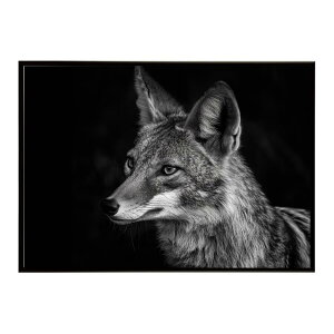 Jackal �W���b�J�� �T�o���i �A�t���J ���� ���R �l�C�`���[ ���� �A�j�}�� �쐶���� �ʐ^ �� �R���[�e�|�X�^�[ �C���e���A ������� �v�����g�|�X�^�[ �t�H�g �V���v�� ������ ���� �傫��/lh-p