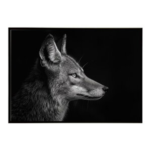 Jackal �W���b�J�� �T�o���i �A�t���J ���� ���R �l�C�`���[ ���� �A�j�}�� �쐶���� �ʐ^ �� �R���[�e�|�X�^�[ �C���e���A ������� �v�����g�|�X�^�[ �t�H�g �V���v�� ������ ���� �傫��/lh-p