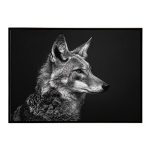 Jackal �W���b�J�� �T�o���i �A�t���J ���� ���R �l�C�`���[ ���� �A�j�}�� �쐶���� �ʐ^ �� �R���[�e�|�X�^�[ �C���e���A ������� �v�����g�|�X�^�[ �t�H�g �V���v�� ������ ���� �傫��/lh-p