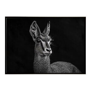 Klipspringer �N���b�v�X�v�����K�[ �A���e���[�v �T�o���i �A�t���J ���� ���R �l�C�`���[ ���� �A�j�}�� �쐶���� �ʐ^ ���|�X�^�[ �C���e���A ������� �v�����g�|�X�^�[ �t�H�g �V���v�� ��