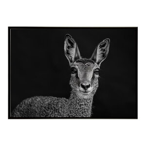 Klipspringer �N���b�v�X�v�����K�[ �A���e���[�v �T�o���i �A�t���J ���� ���R �l�C�`���[ ���� �A�j�}�� �쐶���� �ʐ^ ���|�X�^�[ �C���e���A ������� �v�����g�|�X�^�[ �t�H�g �V���v�� ��