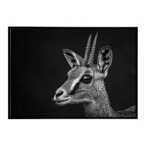 Klipspringer �N���b�v�X�v�����K�[ �A���e���[�v �T�o���i �A�t���J ���� ���R �l�C�`���[ ���� �A�j�}�� �쐶���� �ʐ^ ���|�X�^�[ �C���e���A ������� �v�����g�|�X�^�[ �t�H�g �V���v�� ��