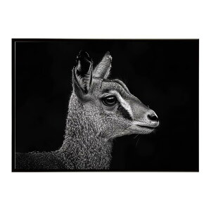 Klipspringer �N���b�v�X�v�����K�[ �A���e���[�v �T�o���i �A�t���J ���� ���R �l�C�`���[ ���� �A�j�}�� �쐶���� �ʐ^ ���|�X�^�[ �C���e���A ������� �v�����g�|�X�^�[ �t�H�g �V���v�� ��