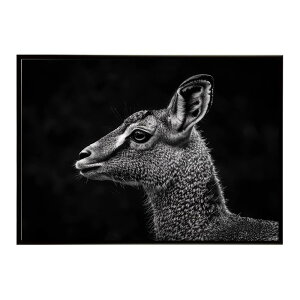 Klipspringer �N���b�v�X�v�����K�[ �A���e���[�v �T�o���i �A�t���J ���� ���R �l�C�`���[ ���� �A�j�}�� �쐶���� �ʐ^ ���|�X�^�[ �C���e���A ������� �v�����g�|�X�^�[ �t�H�g �V���v�� ��