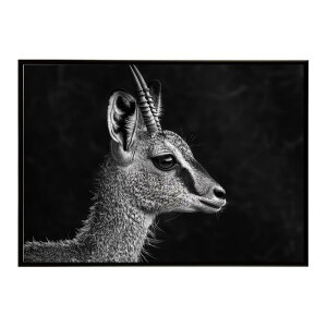 Klipspringer �N���b�v�X�v�����K�[ �A���e���[�v �T�o���i �A�t���J ���� ���R �l�C�`���[ ���� �A�j�}�� �쐶���� �ʐ^ ���|�X�^�[ �C���e���A ������� �v�����g�|�X�^�[ �t�H�g �V���v�� ��