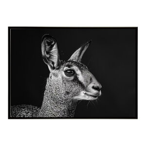 Klipspringer �N���b�v�X�v�����K�[ �A���e���[�v �T�o���i �A�t���J ���� ���R �l�C�`���[ ���� �A�j�}�� �쐶���� �ʐ^ ���|�X�^�[ �C���e���A ������� �v�����g�|�X�^�[ �t�H�g �V���v�� ��