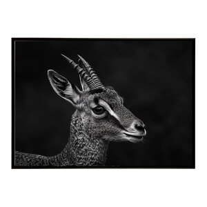 Klipspringer �N���b�v�X�v�����K�[ �A���e���[�v �T�o���i �A�t���J ���� ���R �l�C�`���[ ���� �A�j�}�� �쐶���� �ʐ^ ���|�X�^�[ �C���e���A ������� �v�����g�|�X�^�[ �t�H�g �V���v�� ��