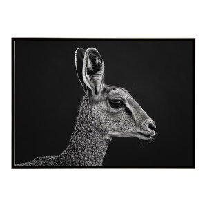 Klipspringer �N���b�v�X�v�����K�[ �A���e���[�v �T�o���i �A�t���J ���� ���R �l�C�`���[ ���� �A�j�}�� �쐶���� �ʐ^ ���|�X�^�[ �C���e���A ������� �v�����g�|�X�^�[ �t�H�g �V���v�� ��