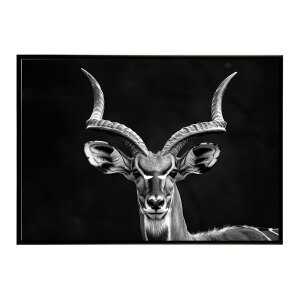 Kudu �N�[�Y �N�[�h �A���e���[�v �T�o���i �A�t���J ���� ���R �l�C�`���[ ���� �A�j�}�� �쐶���� �ʐ^ ���|�X�^�[ �C���e���A ������� �v�����g�|�X�^�[ �t�H�g �V���v�� ������ ���� �傫