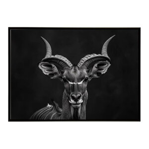 Kudu �N�[�Y �N�[�h �A���e���[�v �T�o���i �A�t���J ���� ���R �l�C�`���[ ���� �A�j�}�� �쐶���� �ʐ^ ���|�X�^�[ �C���e���A ������� �v�����g�|�X�^�[ �t�H�g �V���v�� ������ ���� �傫