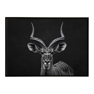 Kudu �N�[�Y �N�[�h �A���e���[�v �T�o���i �A�t���J ���� ���R �l�C�`���[ ���� �A�j�}�� �쐶���� �ʐ^ ���|�X�^�[ �C���e���A ������� �v�����g�|�X�^�[ �t�H�g �V���v�� ������ ���� �傫