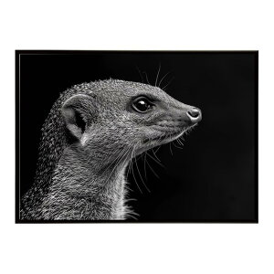 Mongoose �}���O�[�X �T�o���i �A�t���J ���� ���R �l�C�`���[ ���� �A�j�}�� �쐶���� �ʐ^�|�X�^�[ �C���e���A ������� �v�����g�|�X�^�[ �t�H�g �V���v�� ������ ���� �傫��/lh-poster-6796