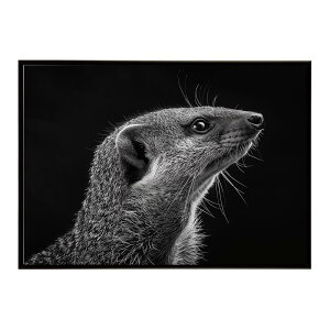 Mongoose �}���O�[�X �T�o���i �A�t���J ���� ���R �l�C�`���[ ���� �A�j�}�� �쐶���� �ʐ^�|�X�^�[ �C���e���A ������� �v�����g�|�X�^�[ �t�H�g �V���v�� ������ ���� �傫��/lh-poster-6797