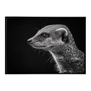 Mongoose �}���O�[�X �T�o���i �A�t���J ���� ���R �l�C�`���[ ���� �A�j�}�� �쐶���� �ʐ^�|�X�^�[ �C���e���A ������� �v�����g�|�X�^�[ �t�H�g �V���v�� ������ ���� �傫��/lh-poster-6801