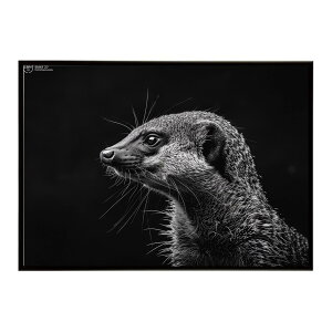 Mongoose �}���O�[�X �T�o���i �A�t���J ���� ���R �l�C�`���[ ���� �A�j�}�� �쐶���� �ʐ^�|�X�^�[ �C���e���A ������� �v�����g�|�X�^�[ �t�H�g �V���v�� ������ ���� �傫��/lh-poster-6809