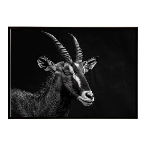Roan antelope ���[���A���e���[�v �T�o���i �A�t���J ���� ���R �l�C�`���[ ���� �A�j�}�� �쐶���� �ʐ^ ���|�X�^�[ �C���e���A ������� �v�����g�|�X�^�[ �t�H�g �V���v�� ������ ���� �傫
