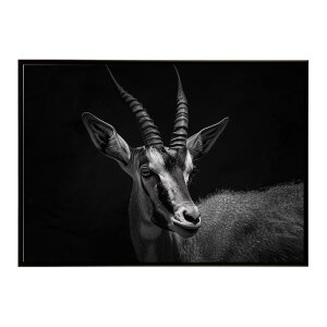 Roan antelope ���[���A���e���[�v �T�o���i �A�t���J ���� ���R �l�C�`���[ ���� �A�j�}�� �쐶���� �ʐ^ ���|�X�^�[ �C���e���A ������� �v�����g�|�X�^�[ �t�H�g �V���v�� ������ ���� �傫
