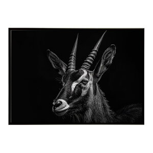Roan antelope ���[���A���e���[�v �T�o���i �A�t���J ���� ���R �l�C�`���[ ���� �A�j�}�� �쐶���� �ʐ^ ���|�X�^�[ �C���e���A ������� �v�����g�|�X�^�[ �t�H�g �V���v�� ������ ���� �傫