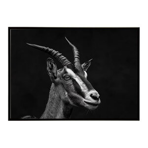 Roan antelope ���[���A���e���[�v �T�o���i �A�t���J ���� ���R �l�C�`���[ ���� �A�j�}�� �쐶���� �ʐ^ ���|�X�^�[ �C���e���A ������� �v�����g�|�X�^�[ �t�H�g �V���v�� ������ ���� �傫