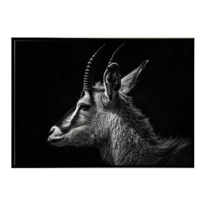 Roan antelope ���[���A���e���[�v �T�o���i �A�t���J ���� ���R �l�C�`���[ ���� �A�j�}�� �쐶���� �ʐ^ ���|�X�^�[ �C���e���A ������� �v�����g�|�X�^�[ �t�H�g �V���v�� ������ ���� �傫