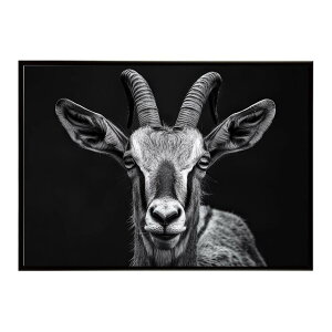 Roan antelope ���[���A���e���[�v �T�o���i �A�t���J ���� ���R �l�C�`���[ ���� �A�j�}�� �쐶���� �ʐ^ ���|�X�^�[ �C���e���A ������� �v�����g�|�X�^�[ �t�H�g �V���v�� ������ ���� �傫