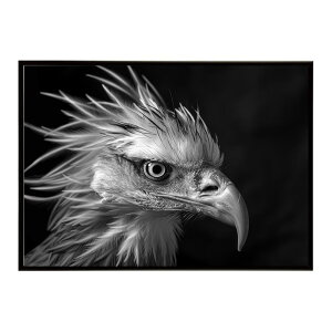 Secretary bird �Z�N���^���[�o�[�h �T�o���i �A�t���J ���� ���R �l�C�`���[ ���� �A�j�}�� �쐶���� �ʐ^ ���|�X�^�[ �C���e���A ������� �v�����g�|�X�^�[ �t�H�g �V���v�� ������ ���� �傫