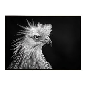 Secretary bird �Z�N���^���[�o�[�h �T�o���i �A�t���J ���� ���R �l�C�`���[ ���� �A�j�}�� �쐶���� �ʐ^ ���|�X�^�[ �C���e���A ������� �v�����g�|�X�^�[ �t�H�g �V���v�� ������ ���� �傫